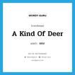 a kind of deer แปลว่า?, คำศัพท์ภาษาอังกฤษ a kind of deer แปลว่า ยอง ประเภท N หมวด N