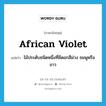 African violet แปลว่า?, คำศัพท์ภาษาอังกฤษ African violet แปลว่า ไม้ประดับชนิดหนึ่งที่มีดอกสีม่วง ชมพูหรือขาว ประเภท N หมวด N