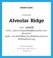 alveolar ridge แปลว่า?, คำศัพท์ภาษาอังกฤษ alveolar ridge แปลว่า ฐานกรณ์ ประเภท N ตัวอย่าง ผู้บอกภาษาในอุดมคติคือผู้ที่มีฐานกรณ์ในการออกเสียงครบถ้วน เพิ่มเติม อวัยวะซึ่งเป็นที่ตั้งและอวัยวะที่เคลื่อนที่ภายในช่องปากที่ทำให้เกิดเสียงในการพูด หมวด N