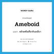 ameboid แปลว่า?, คำศัพท์ภาษาอังกฤษ ameboid แปลว่า คล้ายหรือเกี่ยวกับอะมีบา ประเภท ADJ หมวด ADJ