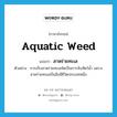 aquatic weed แปลว่า?, คำศัพท์ภาษาอังกฤษ aquatic weed แปลว่า สาหร่ายทะเล ประเภท N ตัวอย่าง การเก็บสาหร่ายทะเลจัดเป็นการจับสัตว์น้ำ เพราะสาหร่ายทะเลเป็นสิ่งมีชีวิตประเภทหนึ่ง หมวด N