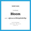 bloom แปลว่า?, คำศัพท์ภาษาอังกฤษ bloom แปลว่า อยู่ในระยะเวลาที่เจริญเติบโตถึงที่สุด ประเภท VI หมวด VI