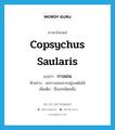 Copsychus saularis แปลว่า?, คำศัพท์ภาษาอังกฤษ Copsychus saularis แปลว่า กางเขน ประเภท N ตัวอย่าง นกกางเขนเกาะอยู่บนต้นไม้ เพิ่มเติม ชื่อนกชนิดหนึ่ง หมวด N