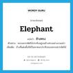 elephant แปลว่า?, คำศัพท์ภาษาอังกฤษ elephant แปลว่า ช้างทรง ประเภท N ตัวอย่าง พระมหากษัตริย์ประทับอยู่บนช้างทรงอย่างงามสง่า เพิ่มเติม ช้างที่แต่งตั้งให้เป็นพาหนะประทับของพระมหากษัตริย์ หมวด N