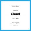 gland แปลว่า?, คำศัพท์ภาษาอังกฤษ gland แปลว่า ต่อม ประเภท N หมวด N