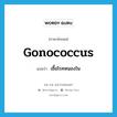 gonococcus แปลว่า?, คำศัพท์ภาษาอังกฤษ gonococcus แปลว่า เชื้อโรคหนองใน ประเภท N หมวด N