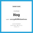 hog แปลว่า?, คำศัพท์ภาษาอังกฤษ hog แปลว่า แกะอายุหนึ่งปีที่ยังไม่เคยโกนขน ประเภท N หมวด N