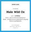 male wild ox แปลว่า?, คำศัพท์ภาษาอังกฤษ male wild ox แปลว่า กระทิงโทน ประเภท N ตัวอย่าง มีคนพบกระทิงโทนในป่าทุ่งใหญ่นเรศวร เพิ่มเติม กระทิงที่ชอบแยกออกจากฝูงโดยสมัครใจ หรือถูกตัวผู้อื่นไล่ออกจากฝูงให้อยู่โดดเดี่ยว หมวด N