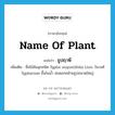 name of plant แปลว่า?, คำศัพท์ภาษาอังกฤษ name of plant แปลว่า ธูปฤาษี ประเภท N เพิ่มเติม ชื่อไม้ล้มลุกชนิด Typha angustifolia Linn. ในวงศ์ Typhaceae ขึ้นในน้ำ ช่อดอกคล้ายธูปขนาดใหญ่ หมวด N