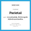 parietal แปลว่า?, คำศัพท์ภาษาอังกฤษ parietal แปลว่า ประกอบด้วยผนังหุ้ม, เกี่ยวกับกระดูกหลังหรือด้านข้างของกะโหลกศีรษะ ประเภท ADJ หมวด ADJ