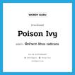 poison ivy แปลว่า?, คำศัพท์ภาษาอังกฤษ poison ivy แปลว่า พืชจำพวก Rhus radicans ประเภท N หมวด N