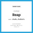 reap แปลว่า?, คำศัพท์ภาษาอังกฤษ reap แปลว่า เก็บเกี่ยว, เก็บเกี่ยวข้าว ประเภท VT หมวด VT