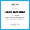 small intestine แปลว่า?, คำศัพท์ภาษาอังกฤษ small intestine แปลว่า ลำไส้เล็ก ประเภท N ตัวอย่าง หมอตรวจพบว่า เขาเป็นแผลที่ลำไส้เล็ก เพิ่มเติม ส่วนของทางเดินอาหารมีหน้าที่ย่อยอาหาร หมวด N