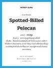 Spotted-billed Pelecan แปลว่า?, คำศัพท์ภาษาอังกฤษ Spotted-billed Pelecan แปลว่า กระทุง ประเภท N ตัวอย่าง นกกระทุงฝูงใหญ่อยู่บนต้นไม้ เพิ่มเติม ชื่อนกน้ำขนาดใหญ่ในวงศ์ Pelecanidae ขนสีขาวหรือสีเทาๆ ตัวขนาดห่าน ปากยาวใหญ่ ปากล่างมีลักษณะเป็นถุงขนาดใหญ่สำหรับจับปลาทีละมากๆ ชอบอยู่ตามแม่น้ำลำคลองและชายทะเล หมวด N