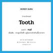 tooth แปลว่า?, คำศัพท์ภาษาอังกฤษ tooth แปลว่า ทนต์ ประเภท N เพิ่มเติม กระดูกเป็นซี่ๆ อยู่ในปากสำหรับเคี้ยวอาหาร หมวด N