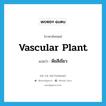 พืชสีเขียว ภาษาอังกฤษ?, คำศัพท์ภาษาอังกฤษ พืชสีเขียว แปลว่า vascular plant ประเภท N หมวด N