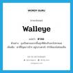 walleye แปลว่า?, คำศัพท์ภาษาอังกฤษ walleye แปลว่า ตาลอ ประเภท N ตัวอย่าง ลุงเป็นตาลอมากขึ้นทุกทีต้องรีบพาไปหาหมอ เพิ่มเติม ตาที่มีจุดขาวมัวๆ อยู่กลางตาดำ ทำให้มองไม่ค่อยเห็น หมวด N