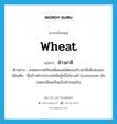 wheat แปลว่า?, คำศัพท์ภาษาอังกฤษ wheat แปลว่า ข้าวสาลี ประเภท N ตัวอย่าง เกษตรกรเตรียมเพิ่มผลผลิตของข้าวสาลีเพื่อส่งออก เพิ่มเติม ชื่อข้าวต่างประเทศพันธุ์หนึ่งในวงศ์ Gramineae มักบดละเอียดเป็นแป้งทำขนมปัง หมวด N