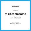 Y chromosome แปลว่า?, คำศัพท์ภาษาอังกฤษ Y chromosome แปลว่า โครโมโซมเพศ ประเภท N หมวด N