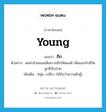 young แปลว่า?, คำศัพท์ภาษาอังกฤษ young แปลว่า ถึก ประเภท ADJ ตัวอย่าง พ่อคำอ้ายยอมเสียควายถึกให้หมอผี เพื่อแลกกับชีวิตลูกที่เจ็บป่วย เพิ่มเติม หนุ่ม, เปลี่ยว (ใช้กับวัวควายตัวผู้) หมวด ADJ