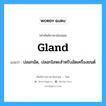 gland แปลว่า?, คำศัพท์ช่างภาษาอังกฤษ - ไทย gland คำศัพท์ภาษาอังกฤษ gland แปลว่า ปลอกอัด, ปลอกโลหะสำหรับอัดเครื่องยนต์