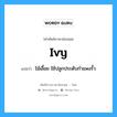 ivy แปลว่า?, คำศัพท์ช่างภาษาอังกฤษ - ไทย ivy คำศัพท์ภาษาอังกฤษ ivy แปลว่า ไม้เลื้อย ใช้ปลูกประดับกำแพงรั้ว