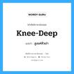 knee-deep แปลว่า?, คำศัพท์ช่างภาษาอังกฤษ - ไทย knee-deep คำศัพท์ภาษาอังกฤษ knee-deep แปลว่า สูงแค่หัวเข่า