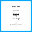 ผะ-ดุง เป็นคำอ่านของคำไหน?, คำในภาษาไทย ผะ-ดุง อ่านว่า ผดุง