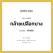 กล้วยเปลือกบาง หมายถึงอะไร?, คำราชาศัพท์ กล้วยเปลือกบาง หมายถึง กล้วยไข่ หมวดหมู่ คำสุภาพ หมวด คำสุภาพ