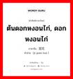 ต้นดอกหงอนไก่, ดอกหงอนไก่ ภาษาจีนคืออะไร, คำศัพท์ภาษาไทย - จีน ต้นดอกหงอนไก่, ดอกหงอนไก่ ภาษาจีน 鸡冠花 คำอ่าน [jī guān huā ]