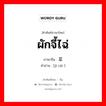 ผักจี้ไฉ่ ภาษาจีนคืออะไร, คำศัพท์ภาษาไทย - จีน ผักจี้ไฉ่ ภาษาจีน 荠菜 คำอ่าน [jì cài ]