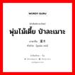 พุ่มไม้เตี้ย ป่าละเมาะ ภาษาจีนคืออะไร, คำศัพท์ภาษาไทย - จีน พุ่มไม้เตี้ย ป่าละเมาะ ภาษาจีน 灌木 คำอ่าน [guàn mù]