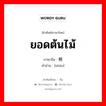 ยอดต้นไม้ ภาษาจีนคืออะไร, คำศัพท์ภาษาไทย - จีน ยอดต้นไม้ ภาษาจีน 梢 คำอ่าน [shāo]