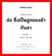 ล่อ ซึ่งเป็นลูกของม้ากับลา ภาษาจีนคืออะไร, คำศัพท์ภาษาไทย - จีน ล่อ ซึ่งเป็นลูกของม้ากับลา ภาษาจีน 驴骡 คำอ่าน [lǘ luó]