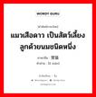 แมวเสือดาว เป็นสัตว์เลี้ยงลูกด้วยนมชนิดหนึ่ง ภาษาจีนคืออะไร, คำศัพท์ภาษาไทย - จีน แมวเสือดาว เป็นสัตว์เลี้ยงลูกด้วยนมชนิดหนึ่ง ภาษาจีน 狸猫 คำอ่าน [lí māo]