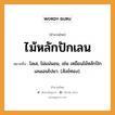 ไม้หลักปักเลน ความหมายคือ?, คำพังเพย ไม้หลักปักเลน หมายถึง โลเล, ไม่แน่นอน, เช่น เหมือนไม้หลักปักเลนเอนไปมา. (สังข์ทอง). ธรรมชาติ ทอง