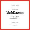 (ต้นไม้)ออกผล ภาษาญี่ปุ่นคืออะไร, คำศัพท์ภาษาไทย - ญี่ปุ่น (ต้นไม้)ออกผล ภาษาญี่ปุ่น 生らす คำอ่านภาษาญี่ปุ่น ならす หมวด v หมวด v