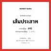 เส้นประสาท ภาษาญี่ปุ่นคืออะไร, คำศัพท์ภาษาไทย - ญี่ปุ่น เส้นประสาท ภาษาญี่ปุ่น 神経 คำอ่านภาษาญี่ปุ่น しんけい หมวด n หมวด n