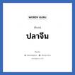 ปลาจีน แปลว่า? วิเคราะห์ชื่อ ปลาจีน, ชื่อเล่น ปลาจีน