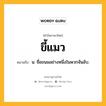 ขี้แมว หมายถึงอะไร?, คำในภาษาไทย ขี้แมว หมายถึง น. ชื่อขนมอย่างหนึ่งในพวกจันอับ.