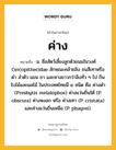 ค่าง หมายถึงอะไร?, คำในภาษาไทย ค่าง หมายถึง น. ชื่อสัตว์เลี้ยงลูกด้วยนมในวงศ์ Cercopithecidae ลักษณะคล้ายลิง ขนสีเทาหรือดํา ลําตัว แขน ขา และหางยาวกว่าลิงทั่ว ๆ ไป กินใบไม้และผลไม้ ในประเทศไทยมี ๔ ชนิด คือ ค่างดํา (Presbytis melalophos) ค่างแว่นถิ่นใต้ (P. obscura) ค่างหงอก หรือ ค่างเทา (P. cristata) และค่างแว่นถิ่นเหนือ (P. phayrei).