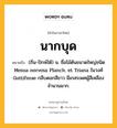 นากบุด หมายถึงอะไร?, คำในภาษาไทย นากบุด หมายถึง (ถิ่น-ปักษ์ใต้) น. ชื่อไม้ต้นขนาดใหญ่ชนิด Mesua nervosa Planch. et Triana ในวงศ์ Guttiferae กลีบดอกสีขาว มีเกสรเพศผู้สีเหลืองจำนวนมาก.