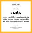 ยางน่อง หมายถึงอะไร?, คำในภาษาไทย ยางน่อง หมายถึง น. ยางไม้ที่ได้จากพรรณไม้หลายชนิด เช่น ต้นน่อง (Antiaris toxicaria Leschen.) มีพิษมาก พวกชาวป่าใช้ทาลูกดอกหรือลูกหน้าไม้ยิงสัตว์.