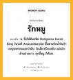 รักหมู หมายถึงอะไร?, คำในภาษาไทย รักหมู หมายถึง น. ชื่อไม้ต้นชนิด Holigarna kurzii King ในวงศ์ Anacardiaceae ขึ้นตามริมนํ้าในป่าเบญจพรรณและป่าดิบ ใบเดี่ยวเรียงสลับ แผ่นใบด้านล่างขาว, กุกขี้หมู ก็เรียก.