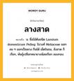 ลางสาด หมายถึงอะไร?, คำในภาษาไทย ลางสาด หมายถึง น. ชื่อไม้ต้นชนิด Lansium domesticum Pelleg. ในวงศ์ Meliaceae ผลกลม ๆ ออกเป็นพวง กินได้ เม็ดในขม, ลังสาด ก็เรียก, พันธุ์เปลือกหนายางน้อยเรียก ลองกอง.