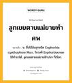 ลูกเขยตายแม่ยายทำศพ หมายถึงอะไร?, คำในภาษาไทย ลูกเขยตายแม่ยายทำศพ หมายถึง น. ชื่อไม้ล้มลุกชนิด Euphorbia cyathophora Murr. ในวงศ์ Euphorbiaceae ใช้ทํายาได้, ลูกเขยตายแม่ยายชักปรก ก็เรียก.