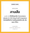 สาบเสือ หมายถึงอะไร?, คำในภาษาไทย สาบเสือ หมายถึง น. ชื่อไม้ล้มลุกชนิด Chromolaena odorata (L.) R.M. King ในวงศ์ Compositae เป็นวัชพืชขึ้นทั่วไป ใบมีกลิ่นเหม็นใช้ทํายาได้, เสือหมอบ ก็เรียก.