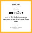 หมากเขียว หมายถึงอะไร?, คำในภาษาไทย หมากเขียว หมายถึง น. ชื่อปาล์มชนิด Ptychosperma macarthurii Nichols. ในวงศ์ Palmae ก้านและใบเขียว.