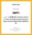 เพกา หมายถึงอะไร?, คำในภาษาไทย เพกา หมายถึง น. ชื่อไม้ต้นชนิด Oroxylum indicum (L.) Kurz ในวงศ์ Bignoniaceae ฝักแบนยาวใหญ่มาก ฝักอ่อนทําให้สุกแล้วกินได้ เมล็ดใช้ทํายาได้.