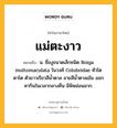 แม่ตะงาว หมายถึงอะไร?, คำในภาษาไทย แม่ตะงาว หมายถึง น. ชื่องูขนาดเล็กชนิด Boiga multomaculata ในวงศ์ Colubridae หัวโต ตาโต ตัวยาวเรียวสีนํ้าตาล ลายสีนํ้าตาลเข้ม ออกหากินในเวลากลางคืน มีพิษอ่อนมาก.